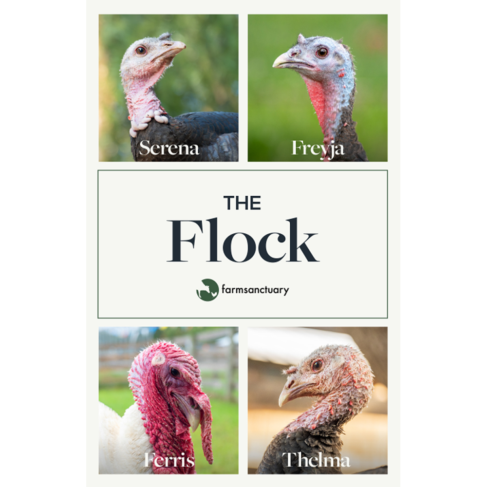 The Flock's Featured Turkeys